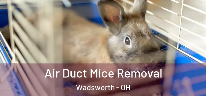 Air Duct Mice Removal Wadsworth - OH
